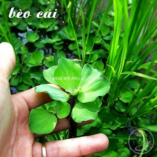 Cây Bèo Cái | Cây Thuỷ Sinh Nổi Mặt Nước - Trang Trí Non Bộ, Bể Cá cảnh thuỷ sinh