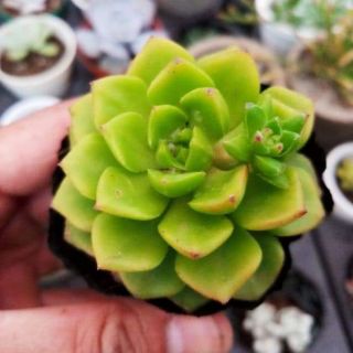 Sen đá xanh ngọc