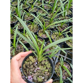 Lan kiếm Phan Trí gieo hạt