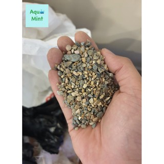 Sạn suối thiên nhiên trải nền bể cá 500G