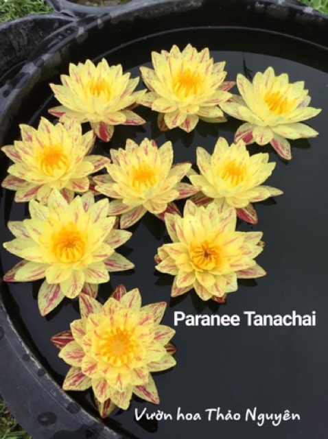 Hoa súng Vip Paranee màu vàng sọc