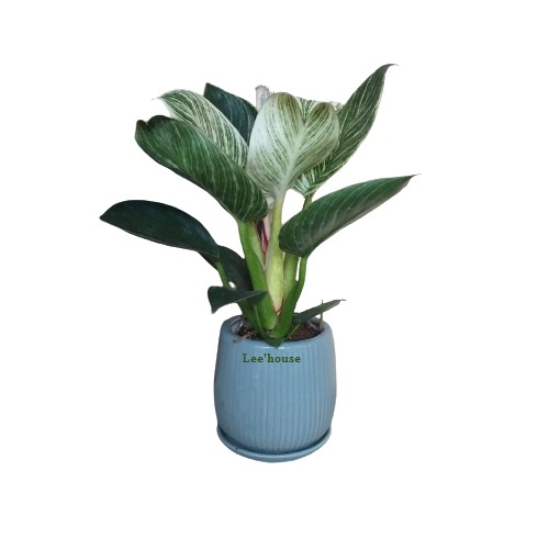 Cây phong thủy mini để bàn, Cây Đế vương Kim cương