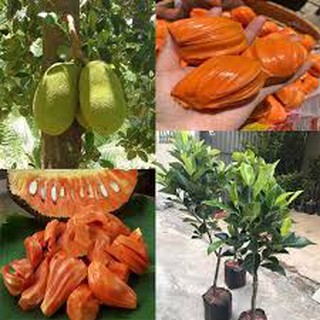 Cây Mít Ruột Đỏ (Chuẩn giống).