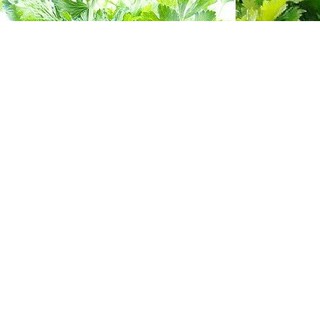 Hạt giống rau cần tây đỏ - 2gr - DC