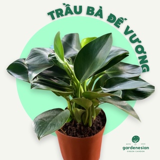 Cây trầu bà đế vương để bàn gardenesian mini phong thuỷ kèm chậu sứ