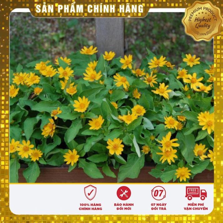 50H - Hạt Giống Hoa Cúc Mặt Trời