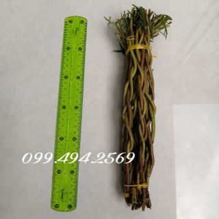 Hoa mười giờ