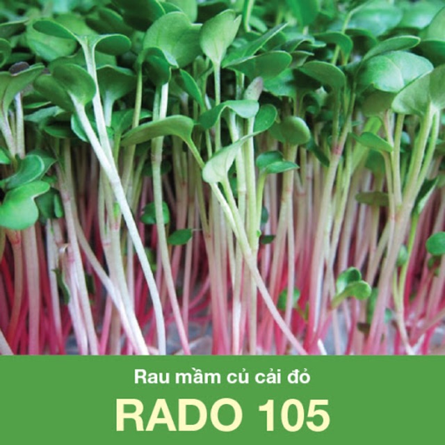 Hạt giống Rau Mầm Củ Cải Đỏ 105 (30gr)