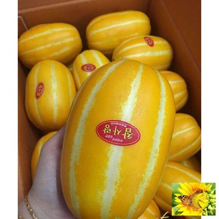 Hạt giống cây Dưa lê vàng Hàn Quốc (10 hạt)