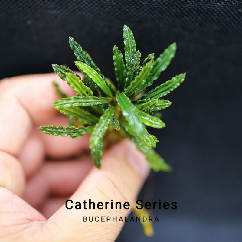 Bucep Catherine Series | Hàng ngọn | Cây thủy sinh