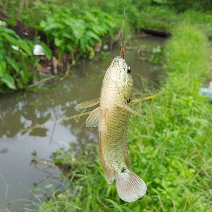 Mồi giun giả câu cá chim, chép, rô phi, đồng, trê (hàng Thái)