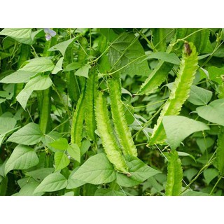 Hạt Giống Đậu Rồng