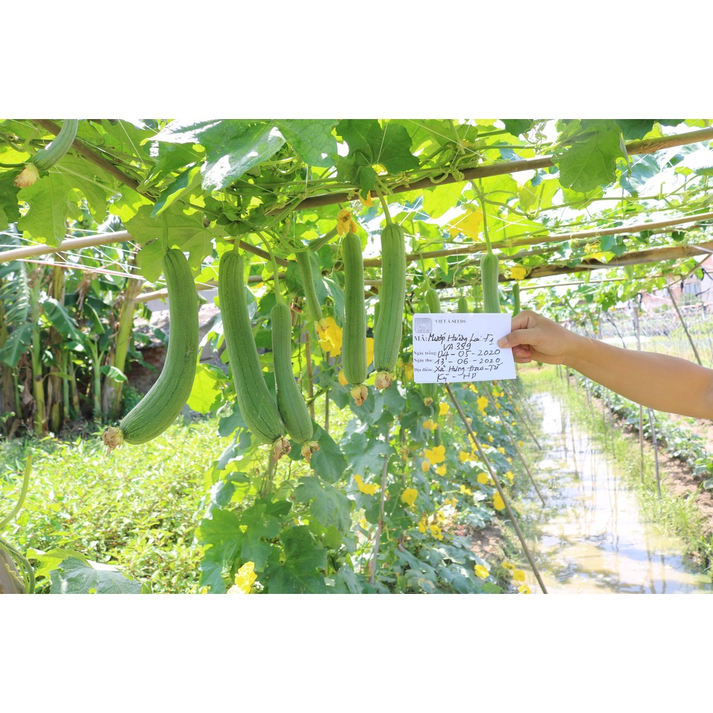 Hạt giống Mướp Hương Lai F1 Thái Lan  5gram