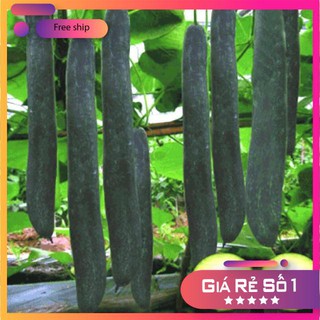 Hạt giống Bí sặt
