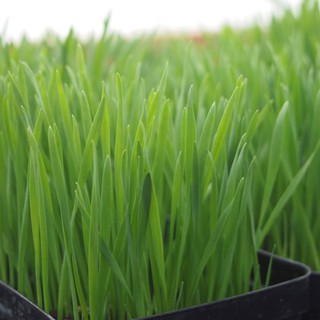 HẠT GIỐNG CỎ MÈO 10Gram (~200 Hạt) - 1 Gói