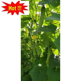 🌟Hạt Giống Dưa Chuột Nếp Ta F1🌟 Siêu Năng Xuất chống Chịu Sâu Bệnh Gói 15 Hạt
