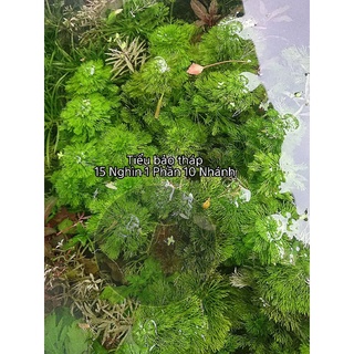 (CÓ CLIP THẬT) CÂY TIỂU BẢO THÁP THỦY SINH-1 PHẦN 10 NHÁNH