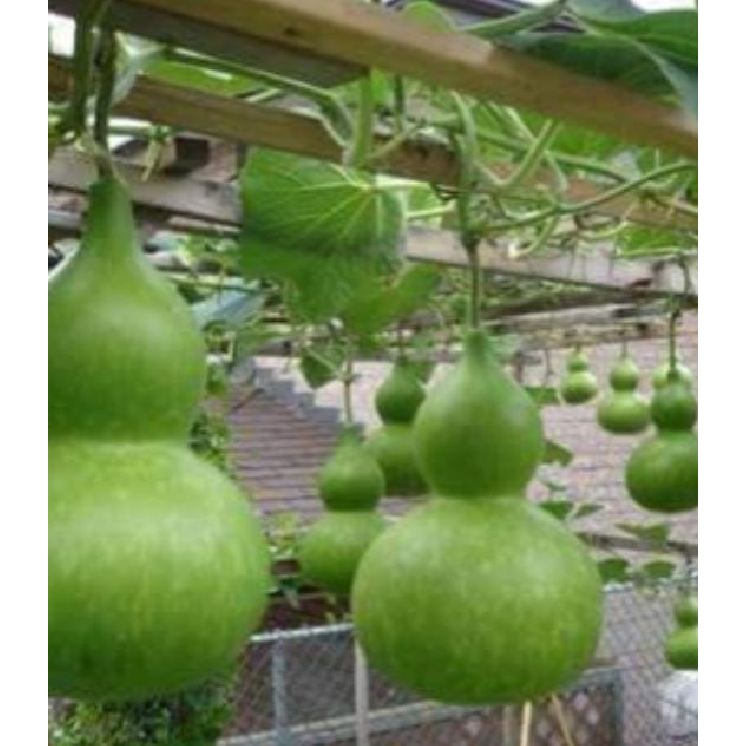 Hạt giống bầu hồ lô cao sản F1 - 10 hạt/ kèm 3 viên nén xơ dừa ươm hạt