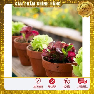 Hạt giống xà lách Baby nhiều màu ( Hà Lan gói 2 gram )