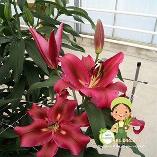 10 củ hoa ly thơm màu đỏ size to chuẩn tết