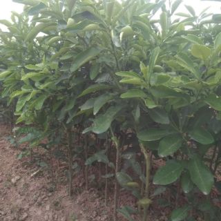 Cây giống bưởi đường đào chín sớm