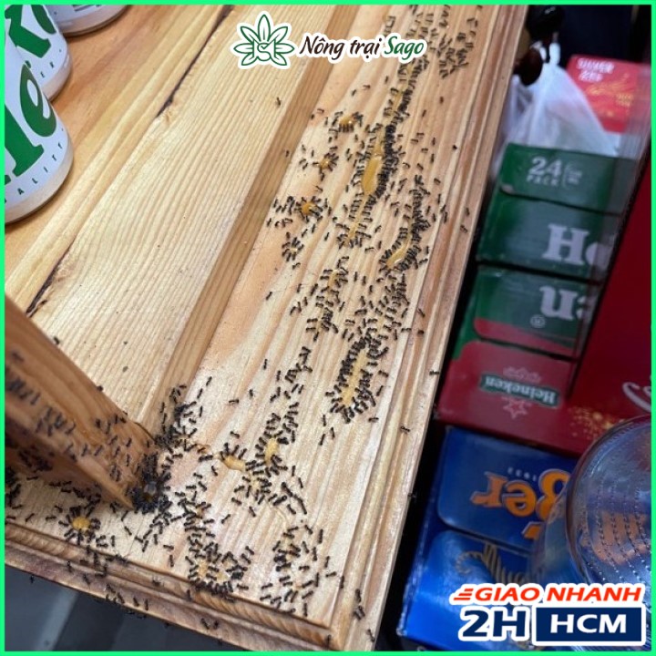 Thuốc Diệt Kiến Gián Sinh Học, Diệt Kiến Nhanh, Tận Gốc (chai 10ml) - Nông Trại Sago