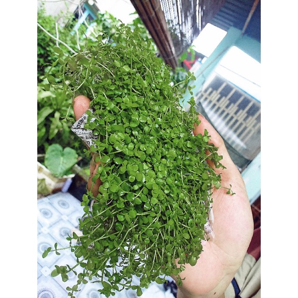 Cây Trân Châu Lá Nước