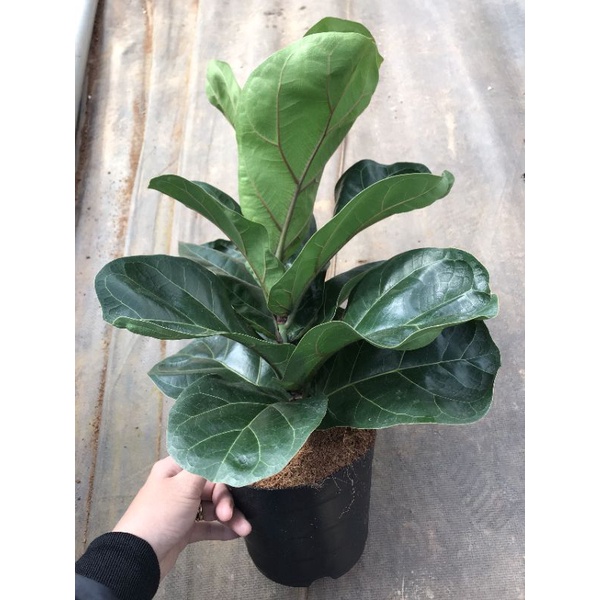 Chậu cứng Bàng Singapore cao từ 30-90cm