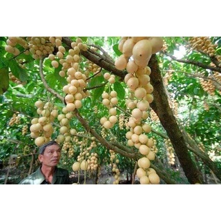 Cây giống bòn bon ghép