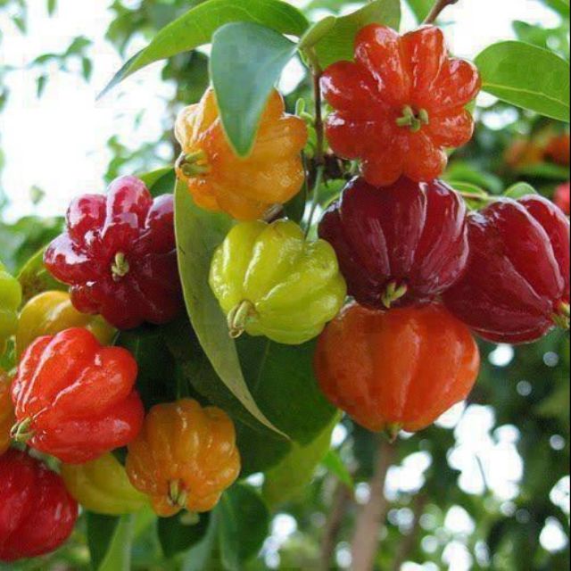 Cây giống cherry khía  chuẩn giống