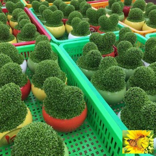 Hạt Giống Cỏ May Mắn - 100 Hạt