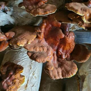 phôi nấm linh chi