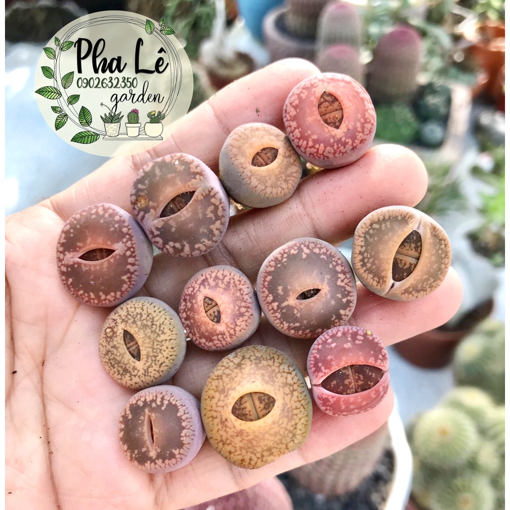 Cây sen mông nâu cam siêu xinh nhiều size