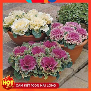 Hạt giống Hoa Bắp Cải nhiều màu LUCKY SEED ( 20 hạt)