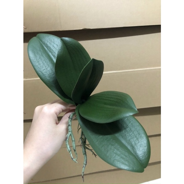 Lá lan hồ điệp