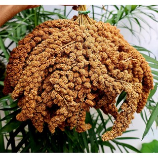 Kê chùm vàng 1Kg cho Sóc - Chuột hamster