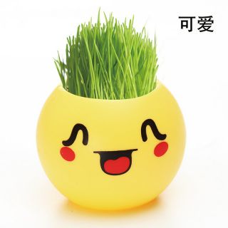 Chậu cây mini để bàn