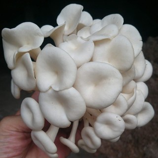 Phôi Nấm Bào Ngư 🍄 cực đễ trồng 🍄 giá gốc