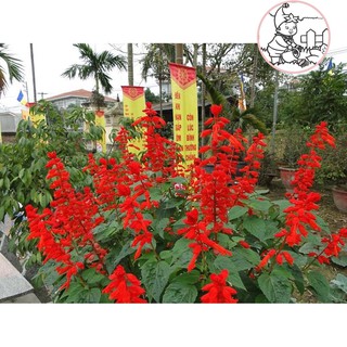 HẠT HOA XÁC PHÁO ĐỎ - GÓI 0,5 GRAM