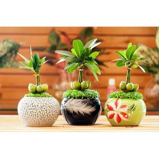 Cây Tài Lộc 5 trái – Cây vượng tài và may mắn
