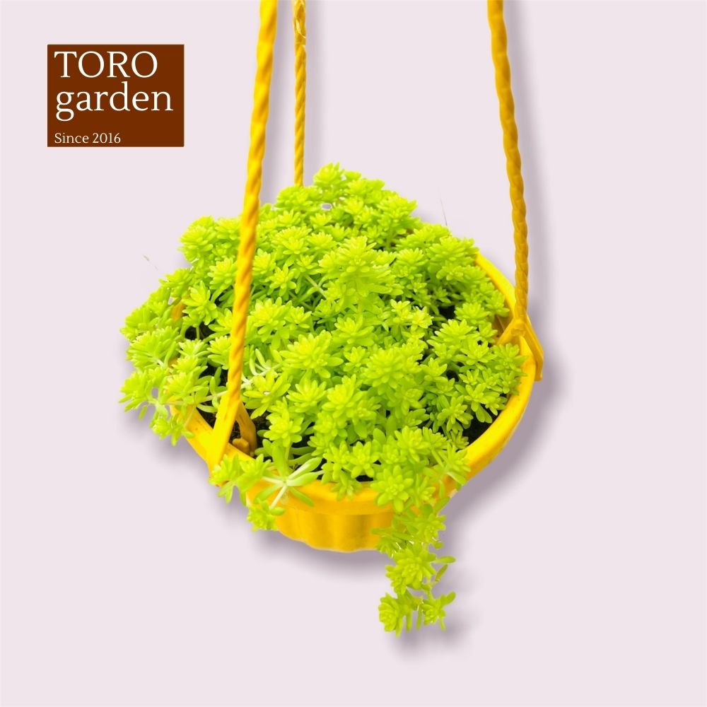 Sen đá sedum vàng trồng chậu treo Đà Lạt size 9cm cây cảnh trang trí nhà cửa Toro garden