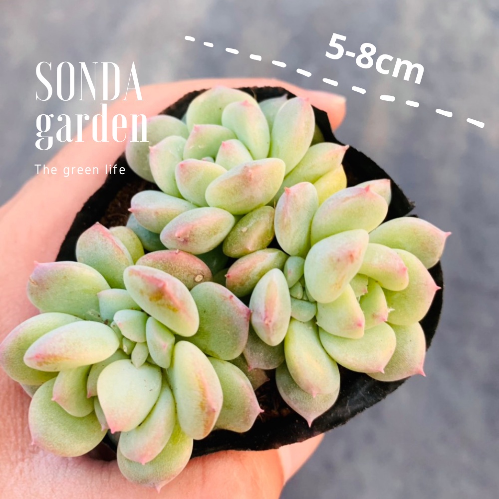 Sen đá dù hồng SONDA GARDEN size bé 5-8cm, xuất xứ Đà Lạt, khoẻ đẹp, lỗi 1 đổi 1