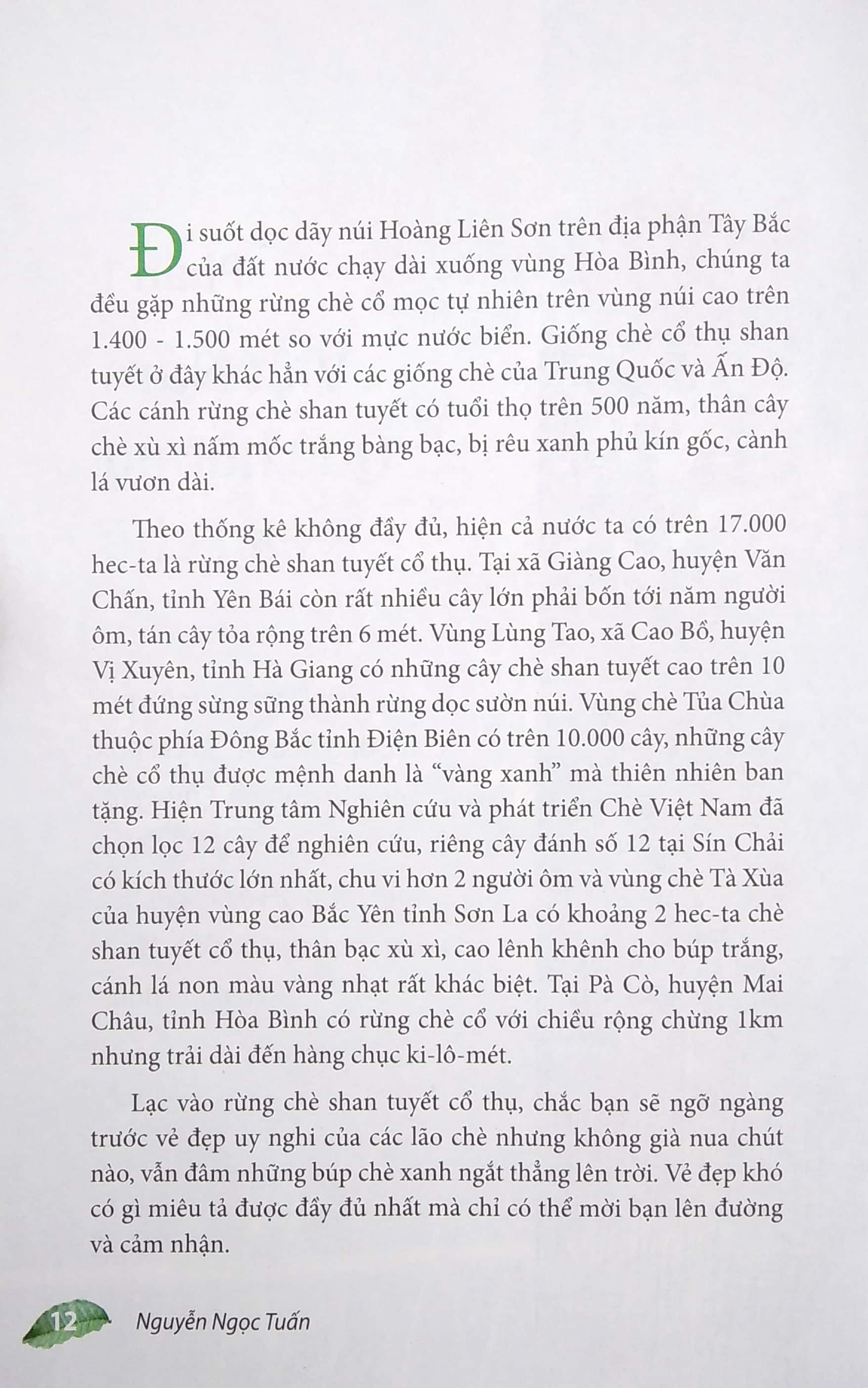 Sách Phác Thảo Danh Trà Việt Nam (Bìa Cứng)