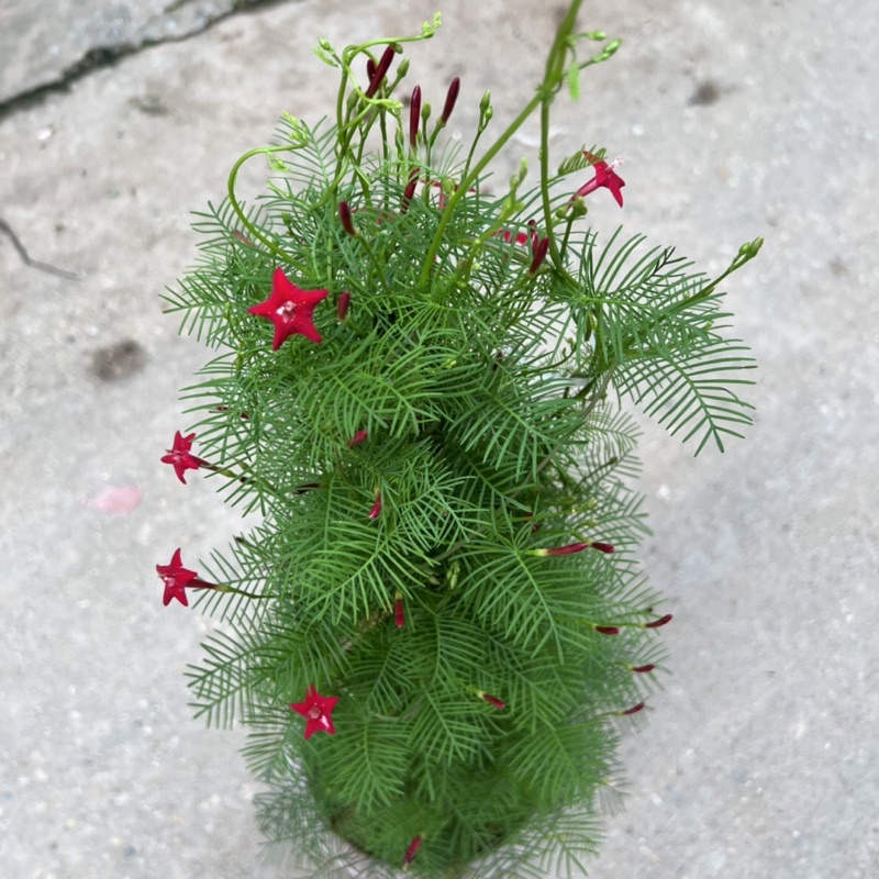 Cây hoa sao thân leo cao 70cm, cây hoa leo giàn trang trí sân vườn và ban công tạo bóng mát