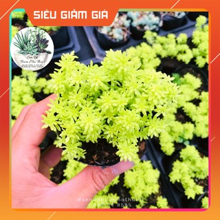 SEN ĐÁ SEDUM VÀNG🧚[SIÊU ĐẸP]🧚 - SEN ĐÁ BUÔN MA THUỘT