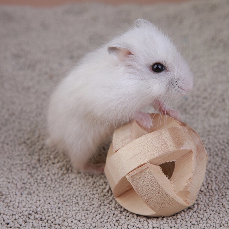 Cát sand lót chuồng cho hamster