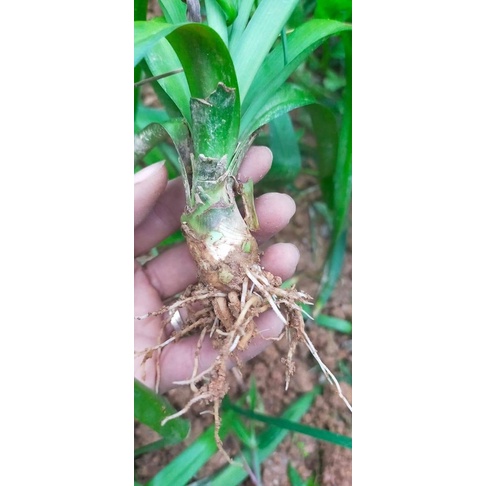 Củ Hoa Huệ Tím Kép Siêu Thơm