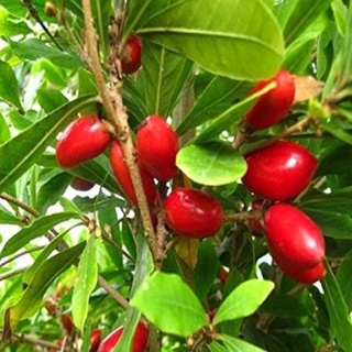 combo 3 hạt giống cây thần kỳ