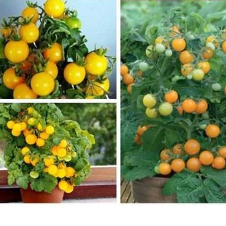 HẠT GIỐNG CÀ CHUA BI TRÒN LÙN VÀNG