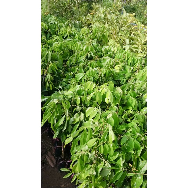 CÂY GIỐNG NHÃN THÁI IĐO